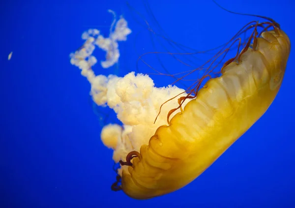 水母海水下 海洋生物 — 图库照片