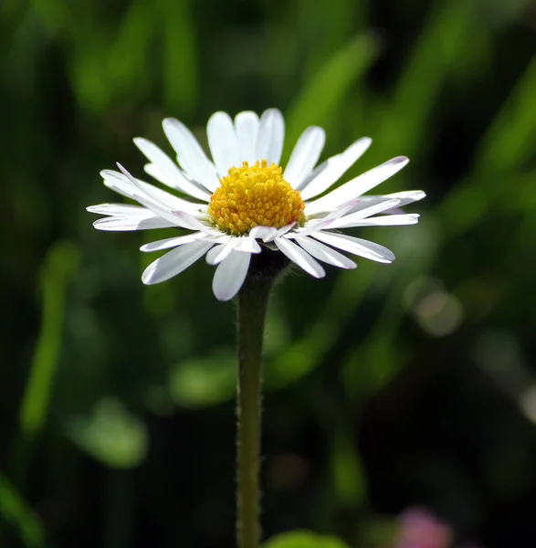 Daisy Full Bloom — Foto de Stock