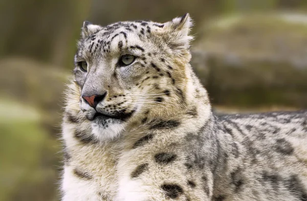 Leopard Zăpadă Animal Pradă Pisică — Fotografie, imagine de stoc