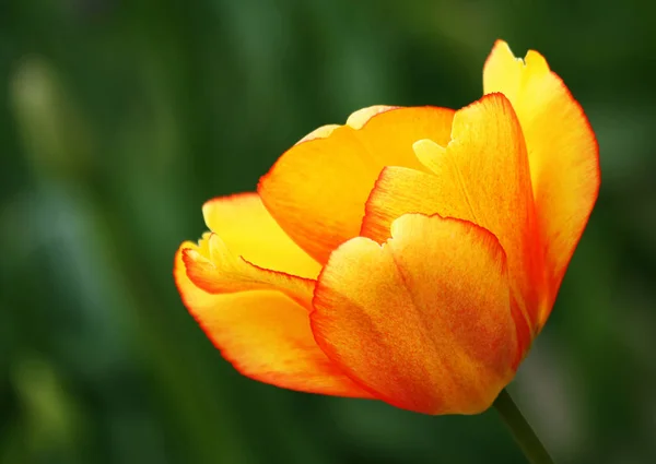 Fleur Tulipier Amérique Pétales Flore — Photo