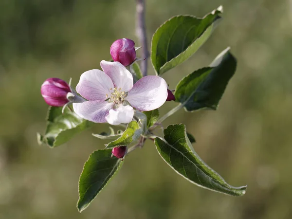 りんごの花が — ストック写真
