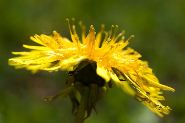 Цветок Одуванчика Каплями Воды Близко — стоковое фото