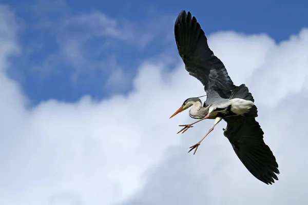 Schilderachtig Uitzicht Prachtige Vogel Natuur — Stockfoto