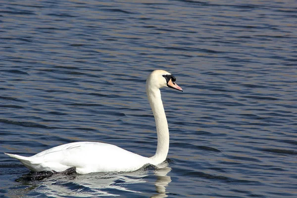 Vista Panorâmica Cisne Majestoso Natureza — Fotografia de Stock