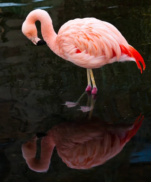 Flamingos Phoenicopteriformes Phoenicopteridae São Uma Ordem Uma Família Dos Pássaros — Fotografia de Stock