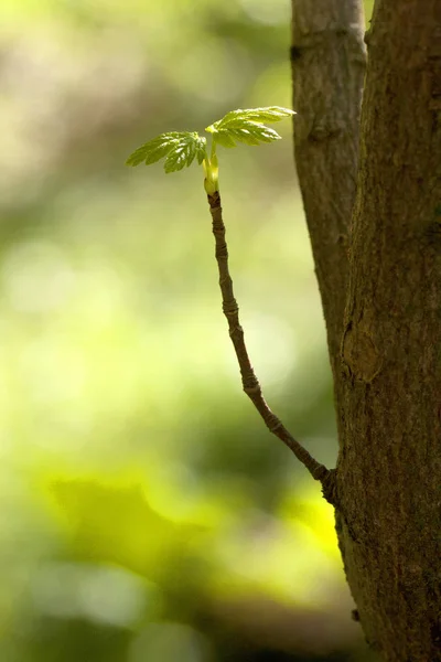 Folhas Verdes Árvore — Fotografia de Stock