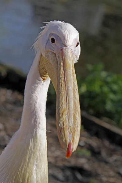 Schwimmvogel Wildniskonzept — Stockfoto