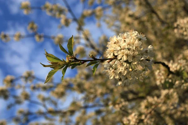 Άνθη Κερασιάς Στο Δέντρο — Φωτογραφία Αρχείου