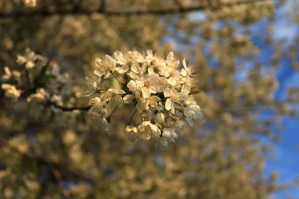 Flores Flor Cerejeira Árvore — Fotografia de Stock