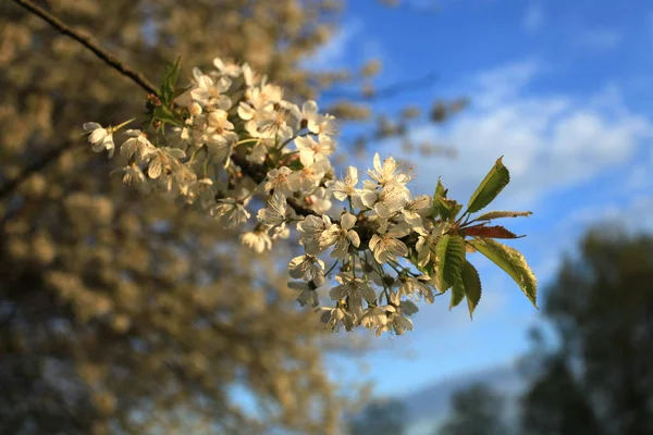 Fleurs Cerisier Sur Arbre — Photo
