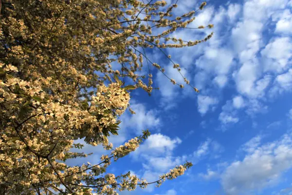 Körsbärsblommor Blommor Träd — Stockfoto