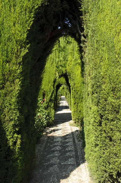 Arbustos Esparsos Árvores Nos Jardins Generalife Colina Alhambra Granada Espanha — Fotografia de Stock