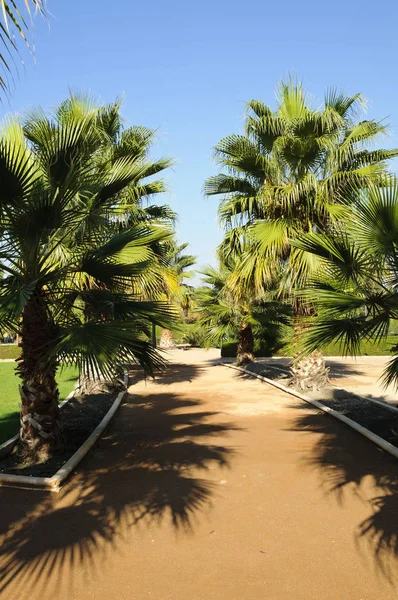 Rustig Voetpad Palmbomen Het Federico Garcia Lorca Park Granada Spanje — Stockfoto