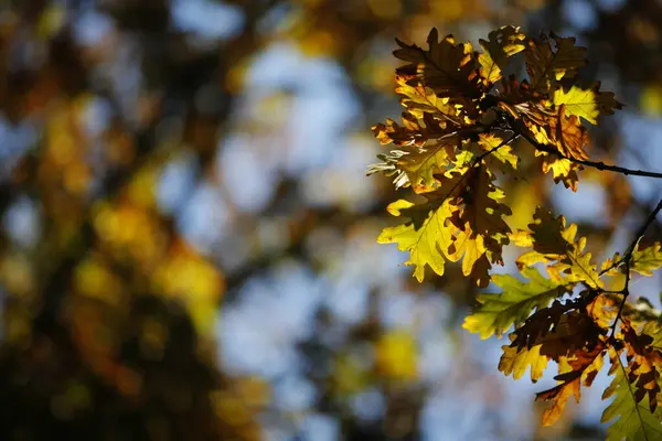 Φθινόπωρο Φύλλα Ένα Δέντρο — Φωτογραφία Αρχείου