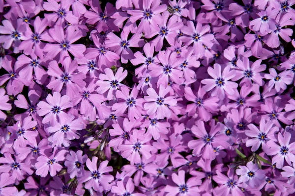 Verschillende Bloemen Selectieve Focus — Stockfoto