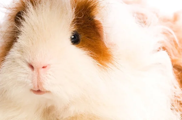 Hamster Marsvin Gnagare Djur Sällskapsdjur — Stockfoto