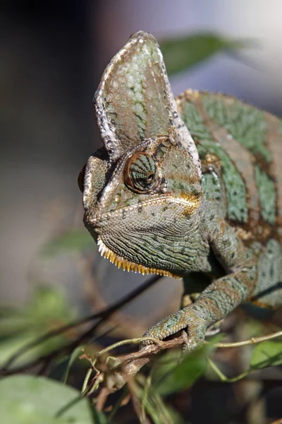 Animal Camaleón Lagarto Tropical — Foto de Stock