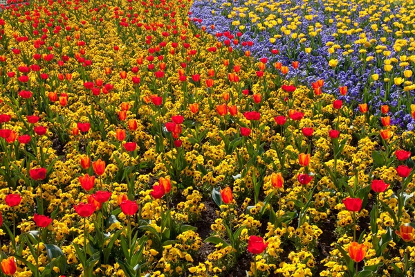 Весенние Цветы Тюльпанов Флора — стоковое фото
