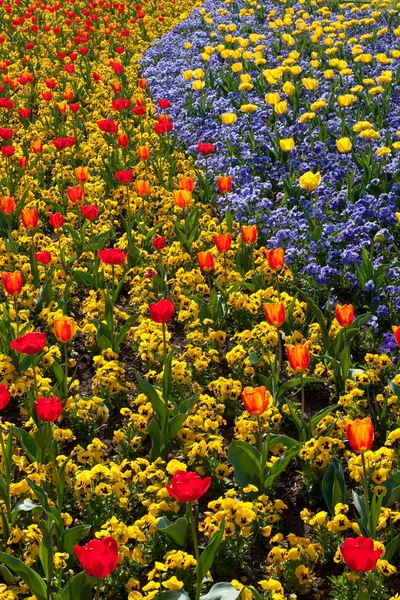 Kwiaty Tulipanów Flora Wiosną — Zdjęcie stockowe