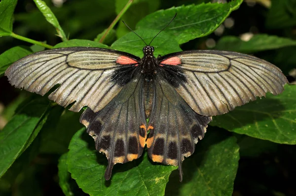 Vista Primer Plano Hermosa Mariposa Colorida —  Fotos de Stock