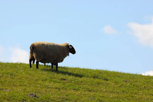 Landschaftlicher Blick Auf Die Landwirtschaft Selektiver Fokus — Stockfoto