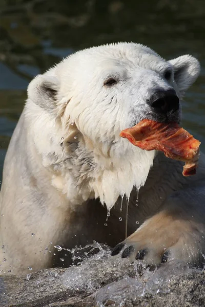 Λευκό Πολική Αρκούδα Αρπακτικό — Φωτογραφία Αρχείου