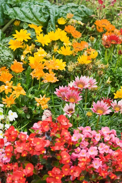 色彩艳丽的花床 有番石榴和秋海棠 — 图库照片