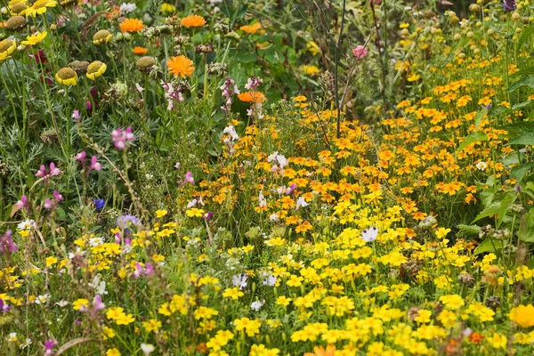Schöner Sommergarten Voller Blüte — Stockfoto