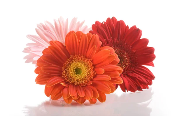 Prachtige Gerbera Achtergrond Close — Stockfoto