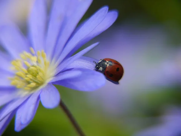 Ladybug Balkan Anemone — ストック写真