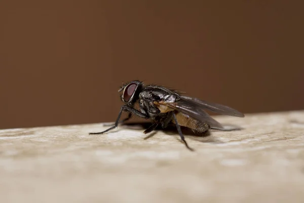 Primo Piano Bug Natura Selvaggia — Foto Stock