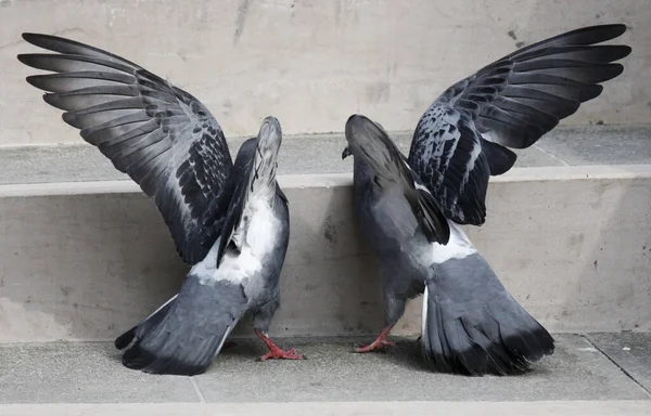 Malerischer Blick Auf Taubenvögel — Stockfoto