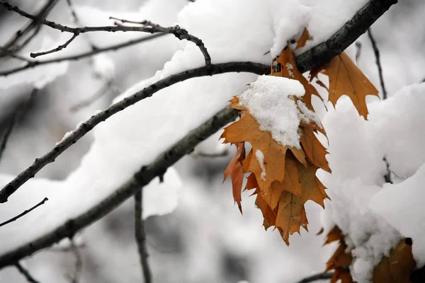 Herbstblätter Einem Verschneiten Baum — Stockfoto
