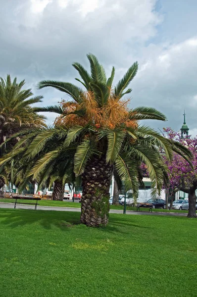 ポルトガルリスボン公園 木の風景自然 — ストック写真
