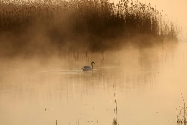 Blick Auf Schöne Vögel Der Natur — Stockfoto