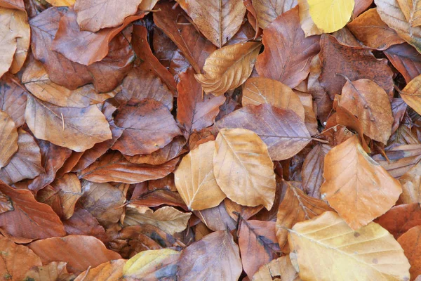 Höst Löv Höst Säsong Flora Löv — Stockfoto