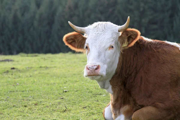 Vaca Pasto — Fotografia de Stock