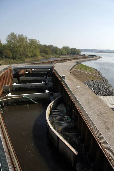 Ochrana Labe Ryb Září 2010 Umožňuje Nová Rybářská Dráha Severním — Stock fotografie