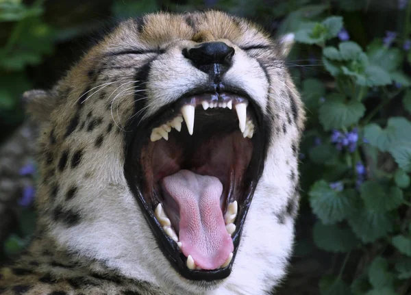 Kedi Avcısı Vahşi Çita Memeli Hayvan — Stok fotoğraf