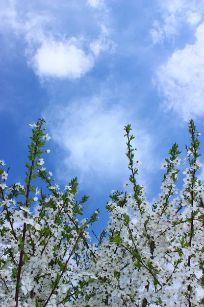 Virágzik Tavaszi Virágok Ágain — Stock Fotó