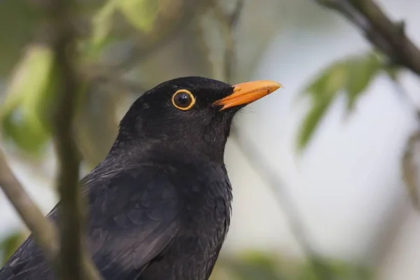 Blackbird Obserwowanie Ptaków Przyrodzie — Zdjęcie stockowe