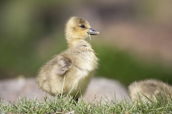 Schilderachtig Uitzicht Ganzenvogel Natuur — Stockfoto