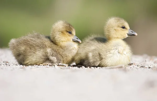 Festői Kilátás Gyönyörű Greylag Liba — Stock Fotó