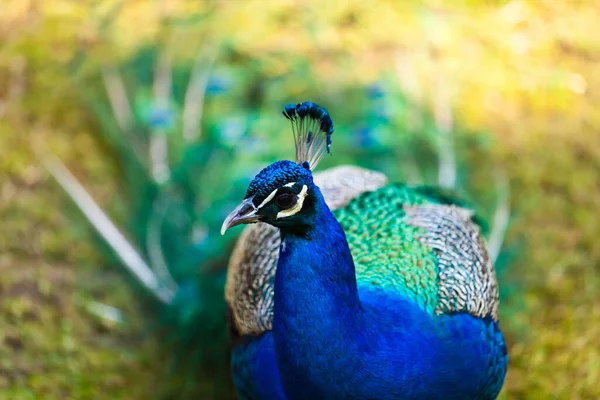 Vista Panorâmica Pássaro Pavão Vida Selvagem — Fotografia de Stock