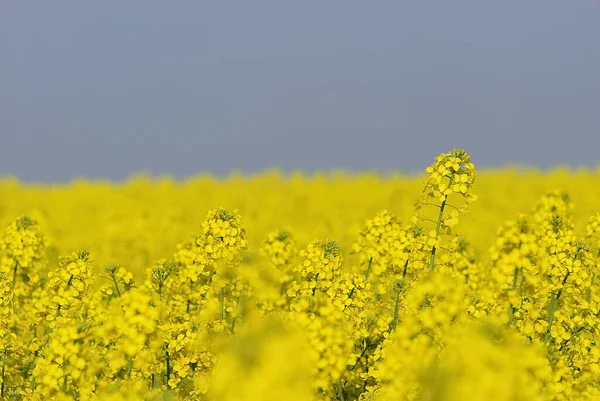 Сельскохозяйственное Рапсовое Поле Желтая Флора — стоковое фото