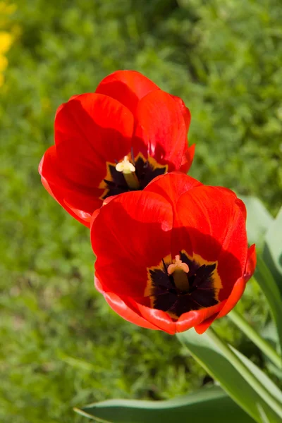 Blooming Tulips Spring Flowers Royalty Free Stock Photos