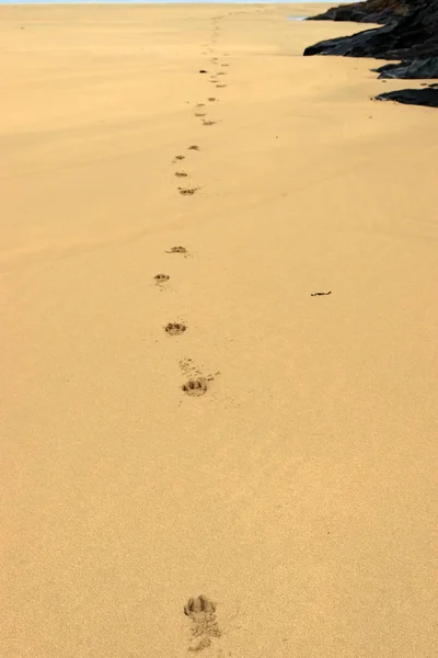 Собачьи Следы Песчаном Пляже Баллибунион Ирландия — стоковое фото