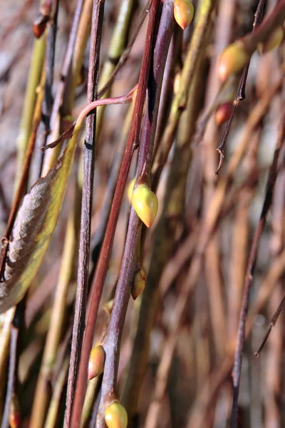 柳の小枝が芽生え 成長のための近い時間 — ストック写真