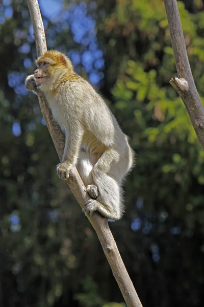 Macaque Ramo — Fotografia de Stock