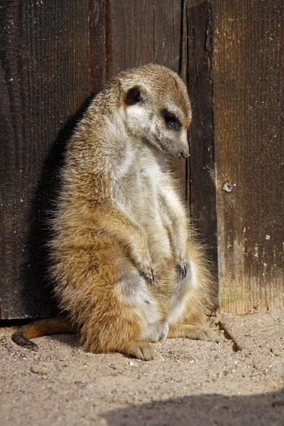 Meerkat Animal Creature Suricatta — Foto de Stock